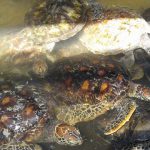 turtle conservation tanjung benoa bali