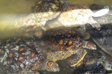 turtle conservation tanjung benoa bali