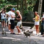 Ubud Monkey Forest Gianyar Bali Indonesia