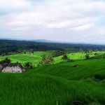 jati-luwih-rice-terrace-bali