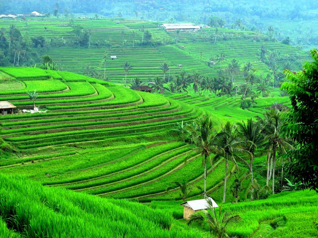 Jatiluwih Rice Terrace Tabanan Bali