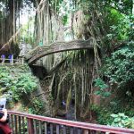 ubud monkey forest